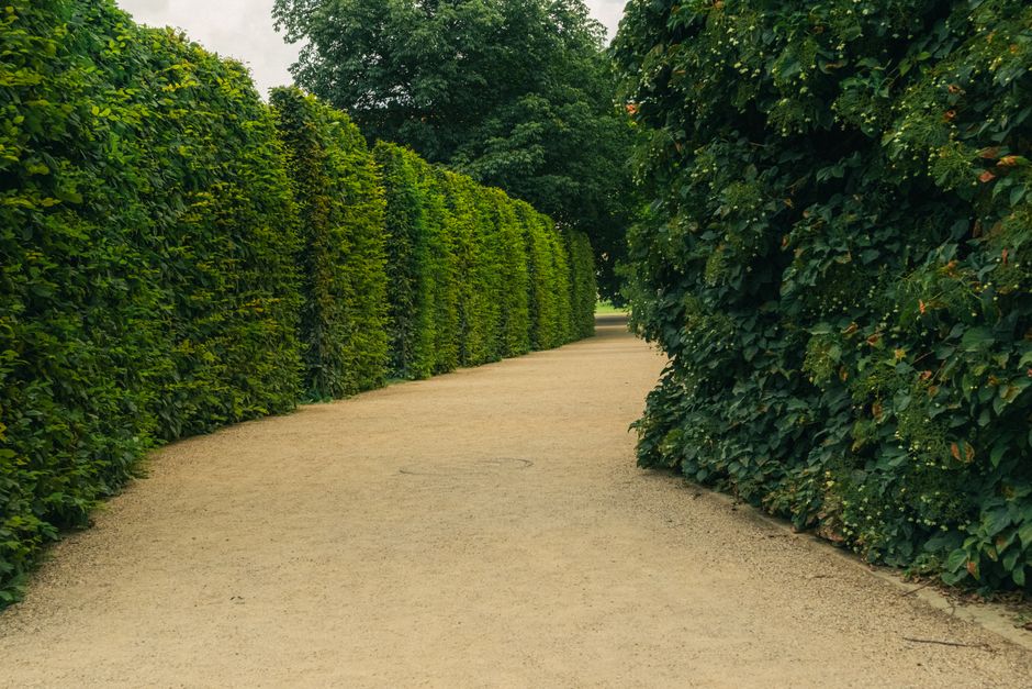 A winding garden pathway bordered by tall, neatly trimmed hedges on either side. The left hedge has dense, bright green foliage, while the right hedge appears slightly darker with a more varied leaf p